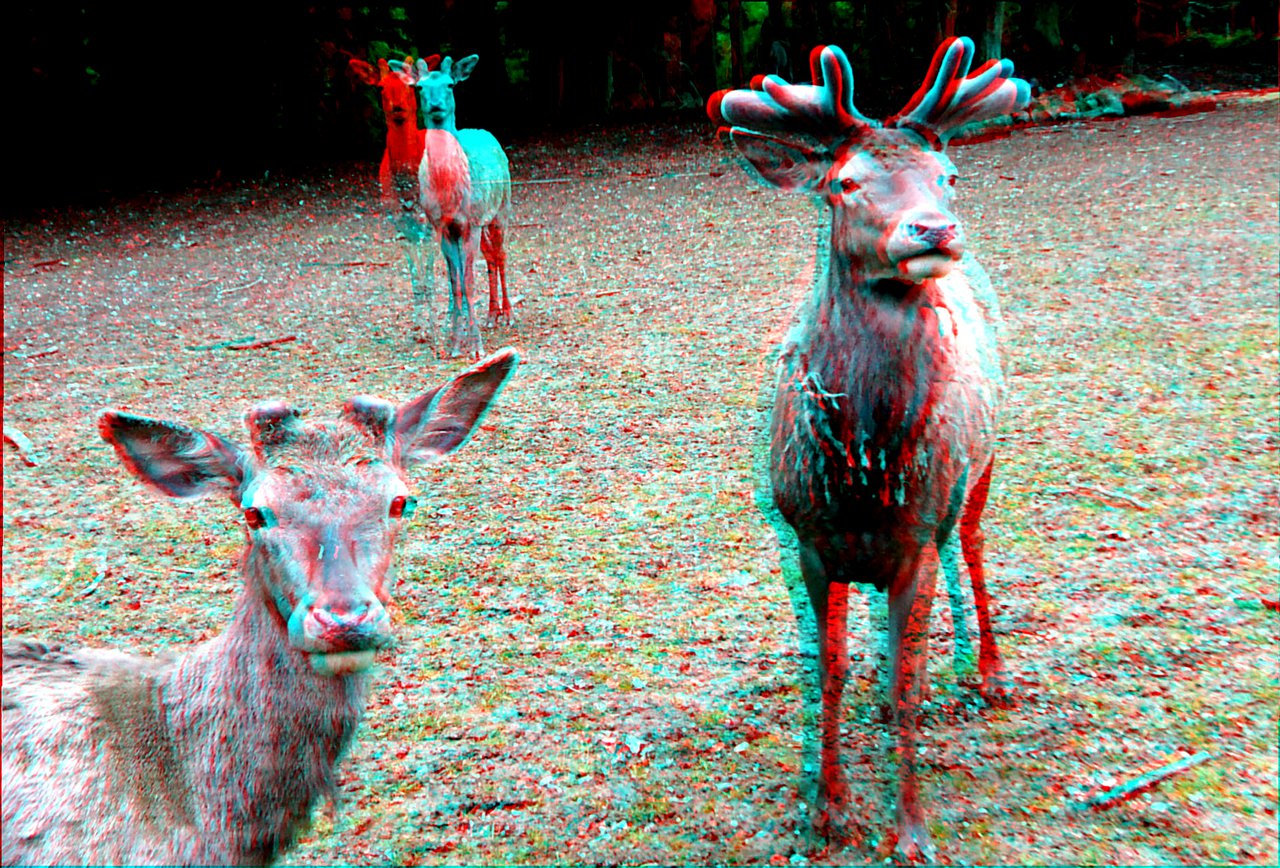 mettre ses lunettes rouge et cyan pour voir la profondeur